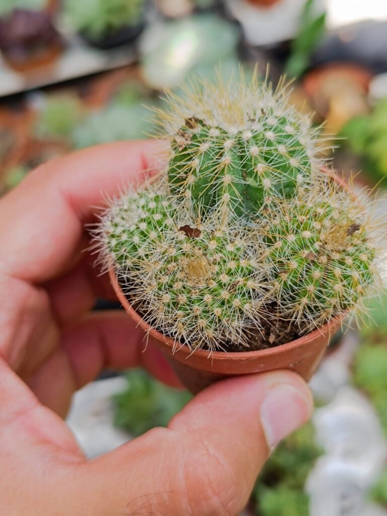 Notocactus Warasii