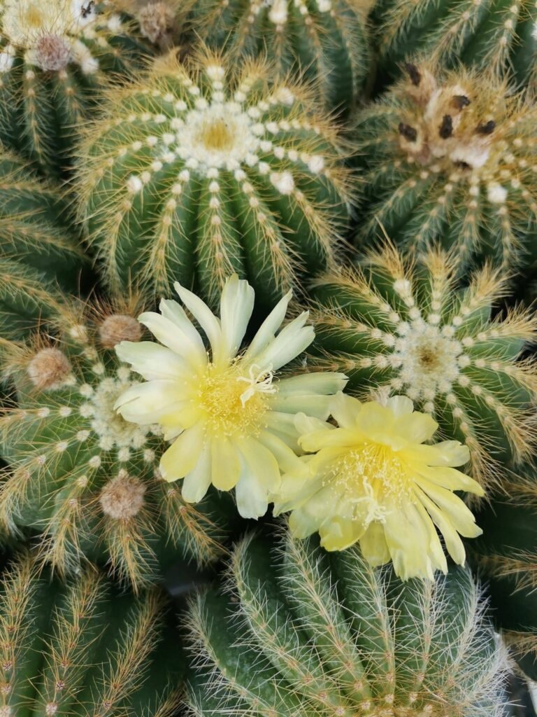 Notocactus Warasii