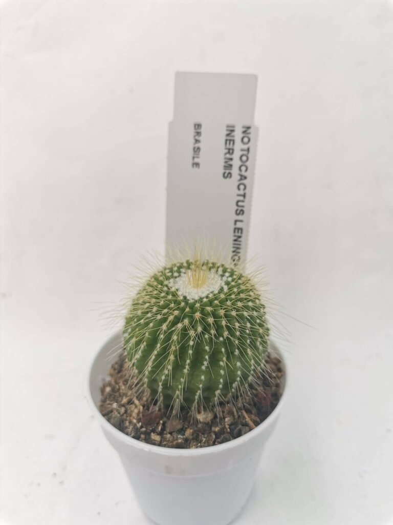 Notocactus Leninghausii Inermis