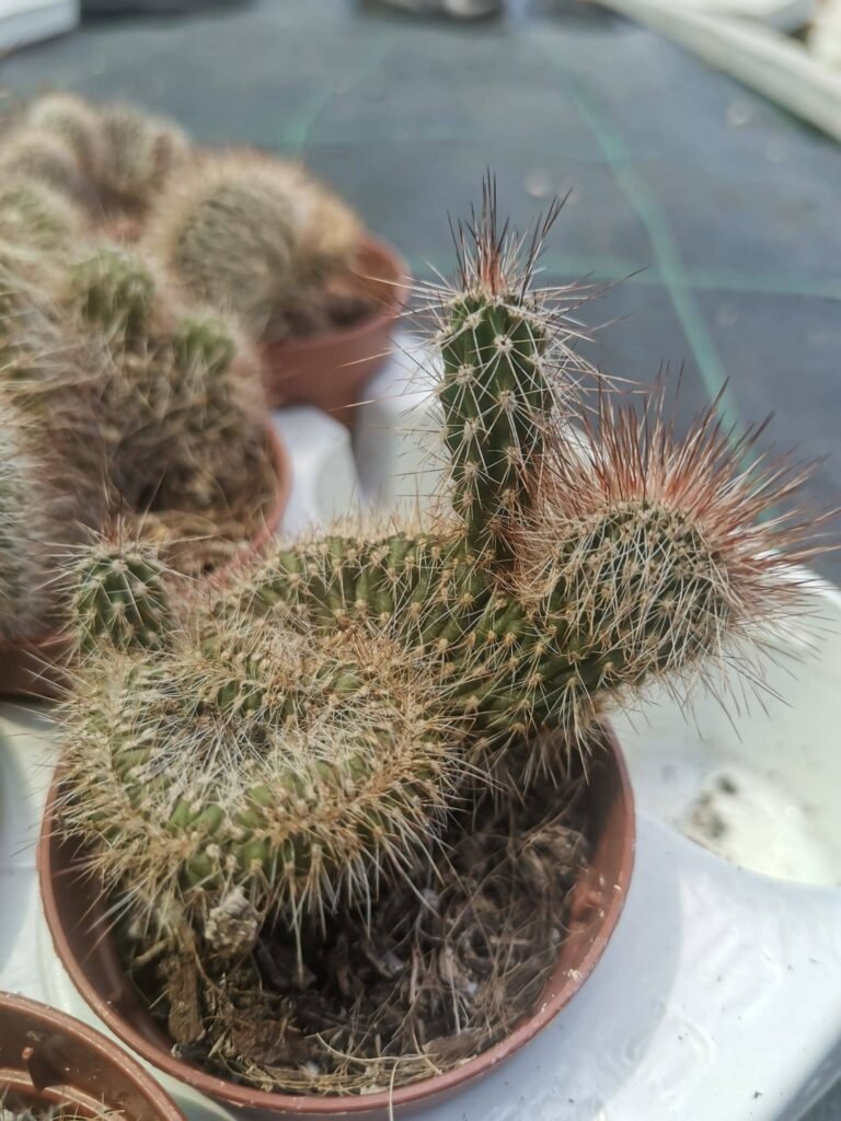 Nyctocereus Serpentinus Crestato