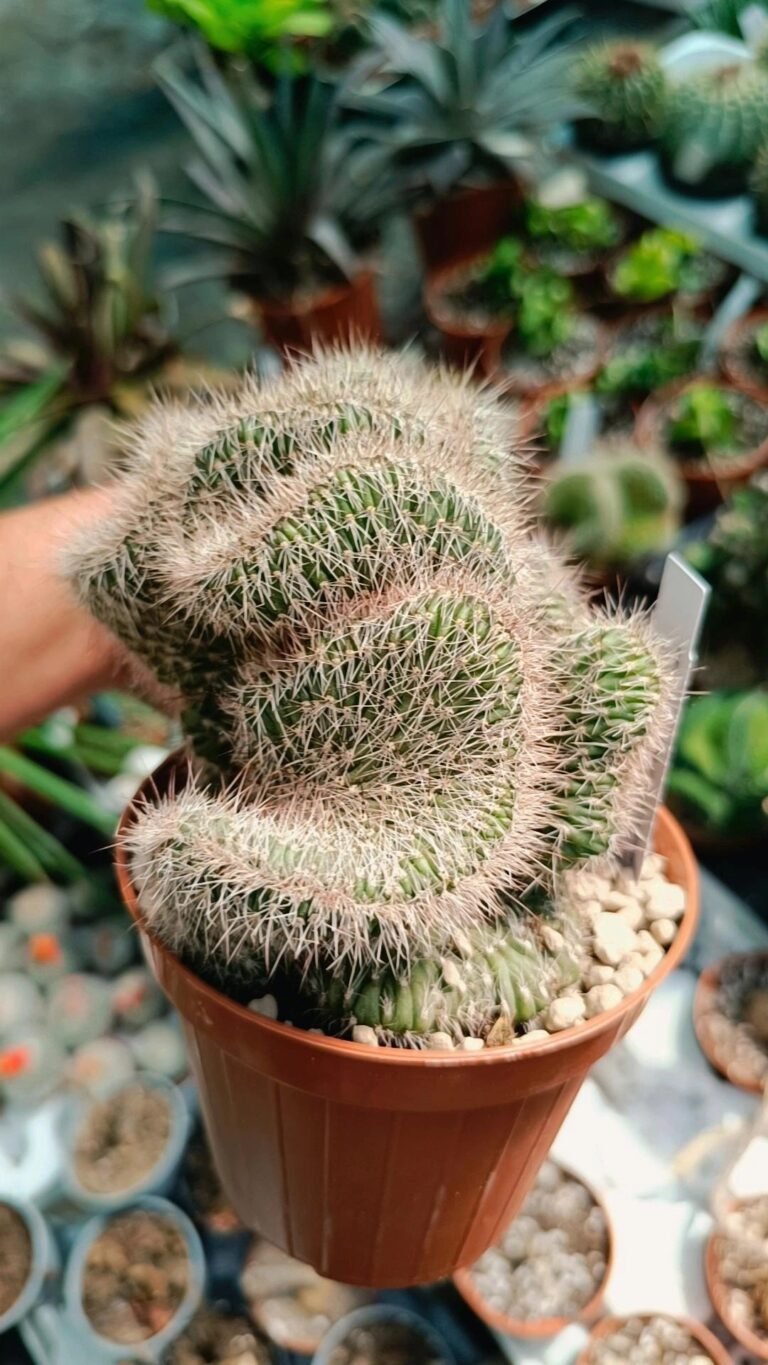 Nyctocereus Serpentinus Crestato
