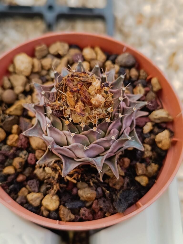 Obregonia Denegrii