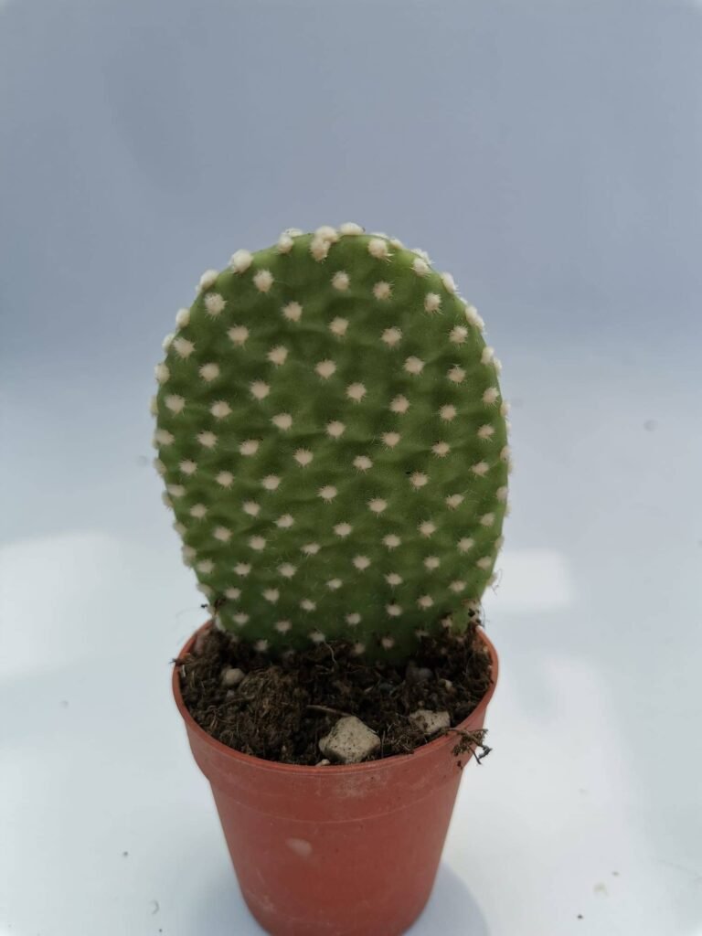 Opuntia Microdasys Albispina