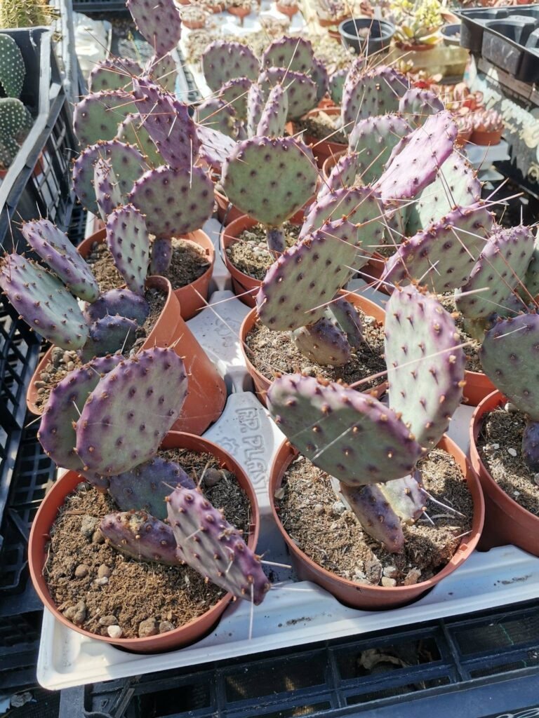 Opuntia Santa Rita