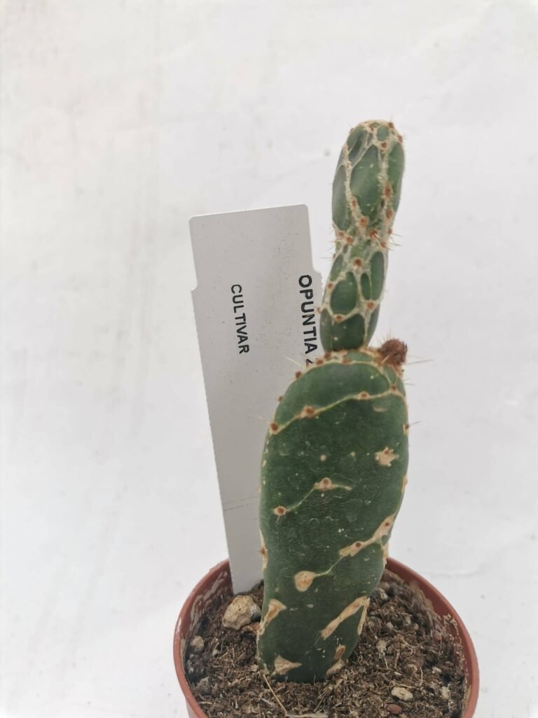 Opuntia Zebrina Reticulata Cobra