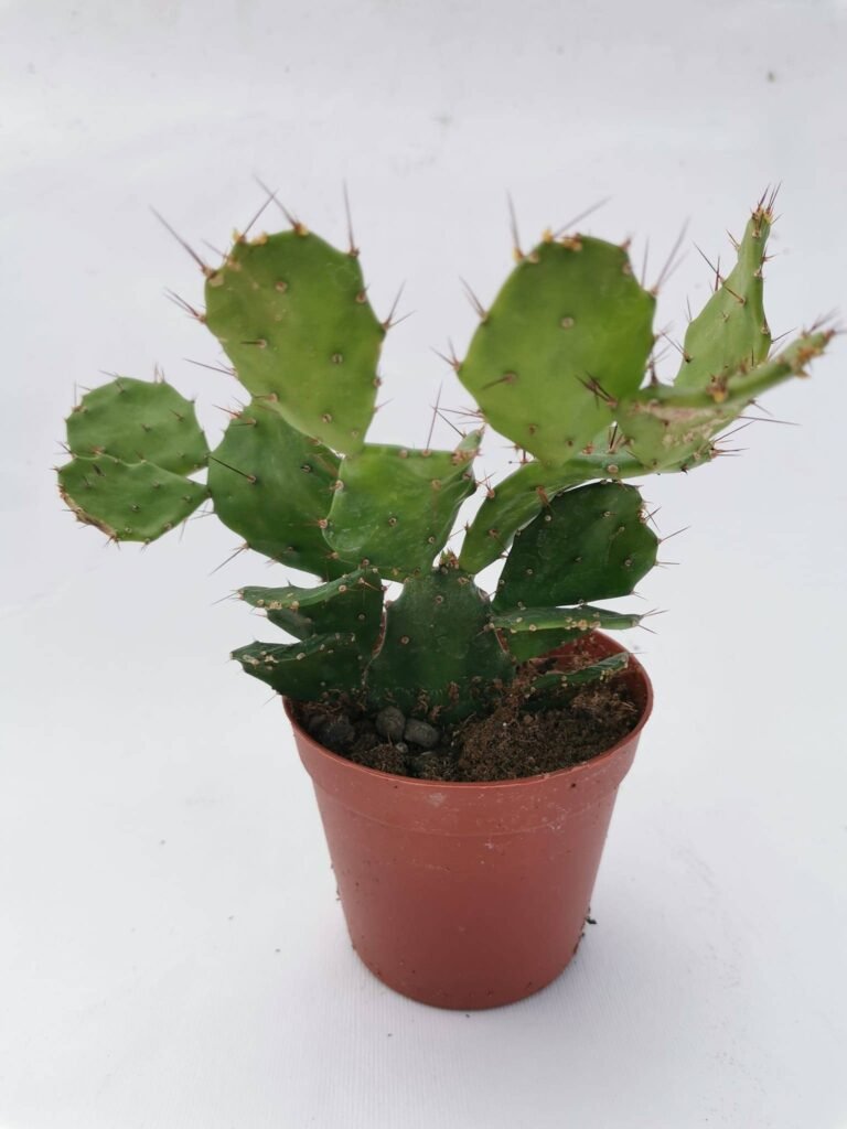 Opuntia Brasiliensis