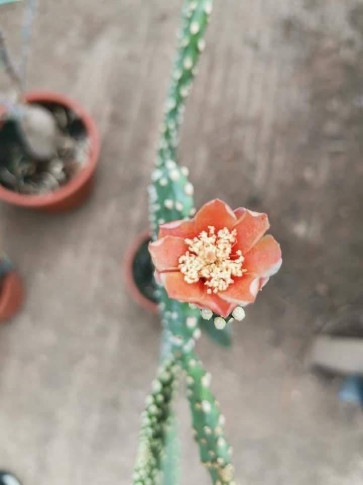 Opuntia Consolea Rubescens Big Size