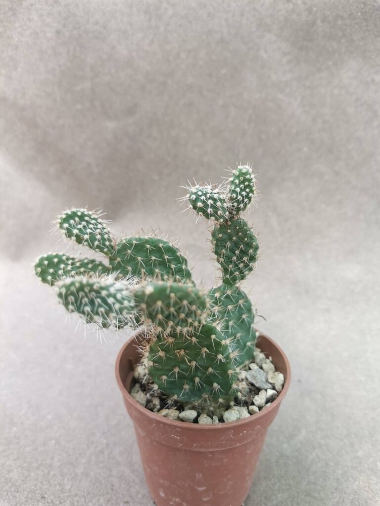 Opuntia Corrugata