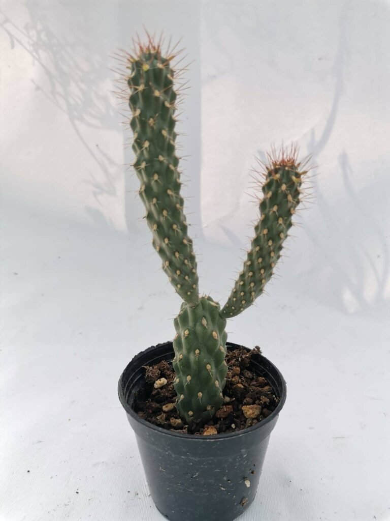 Cylindropuntia Fulgida
