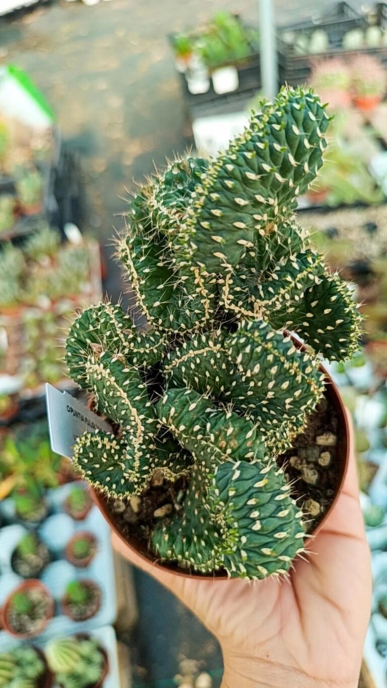 Opuntia Cylindrica Crestata