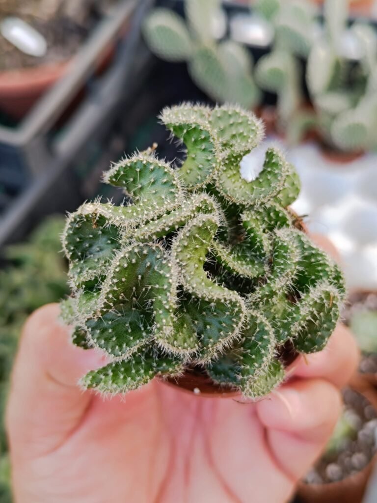 Opuntia Cylindrica Crestata f. Minor