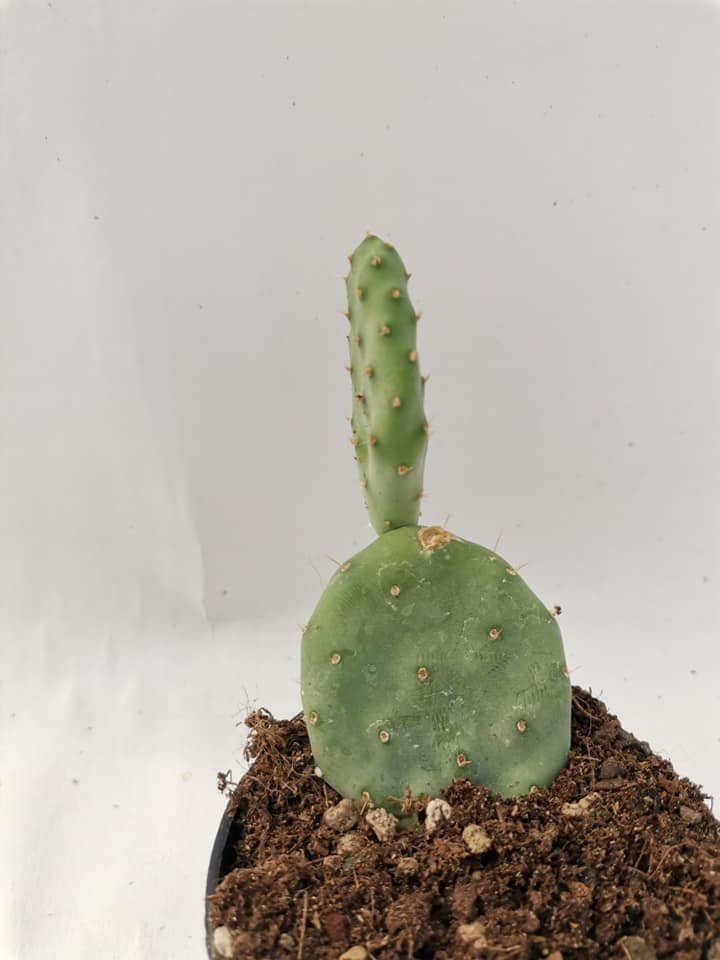 Opuntia Denudata