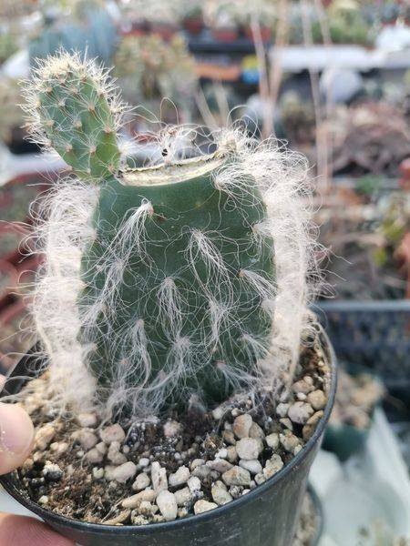 Opuntia Engelmannii cv Boskowitz