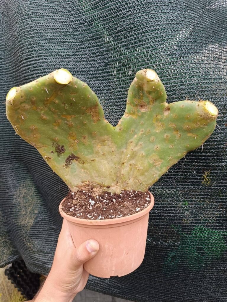 Opuntia Ficus Indica Crestata
