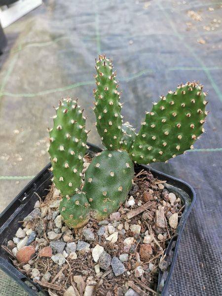 Opuntia Fragilis cv Freiberg