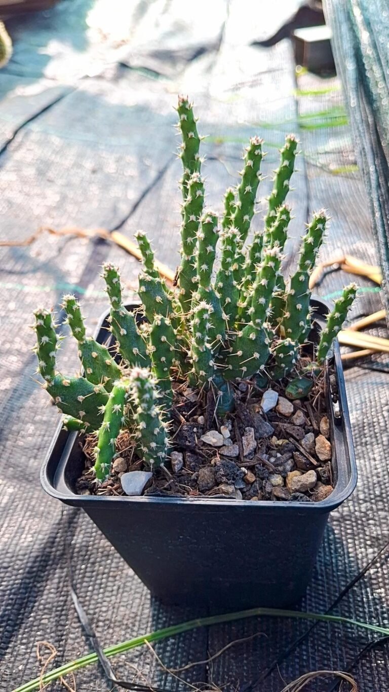 Opuntia fragilis lake woods