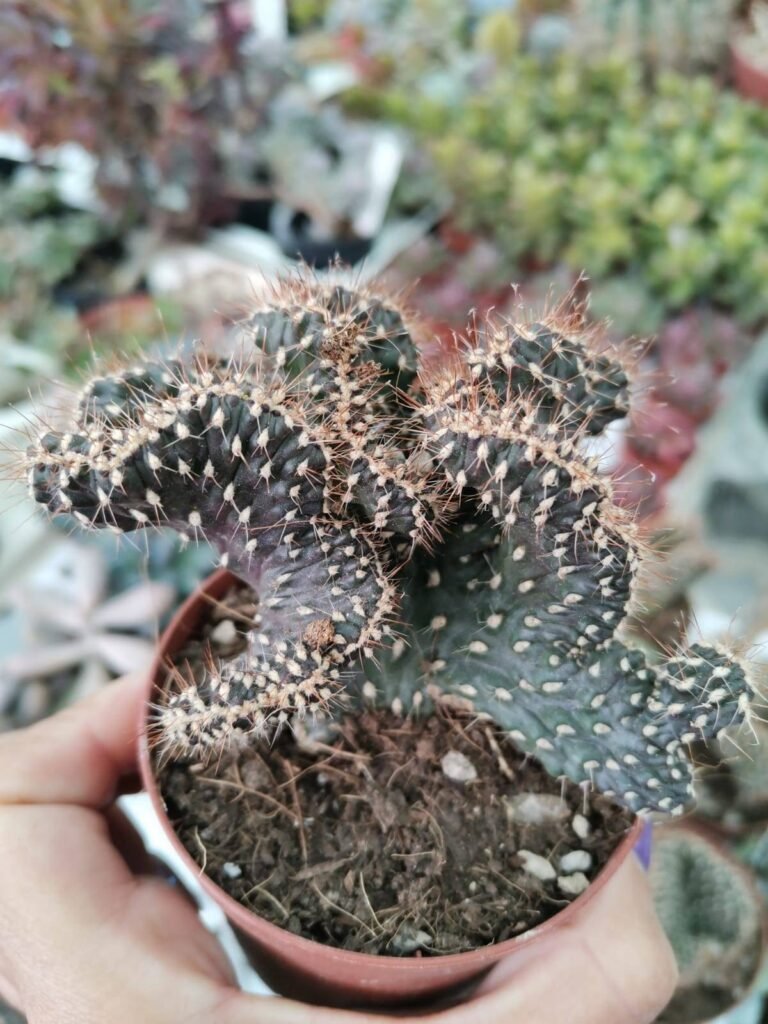 Cylindropuntia Fulgida Crestata