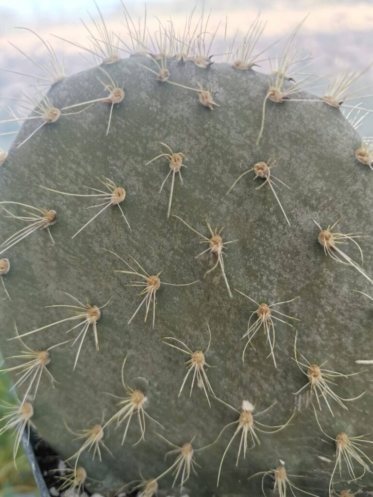 Opuntia Galapagea