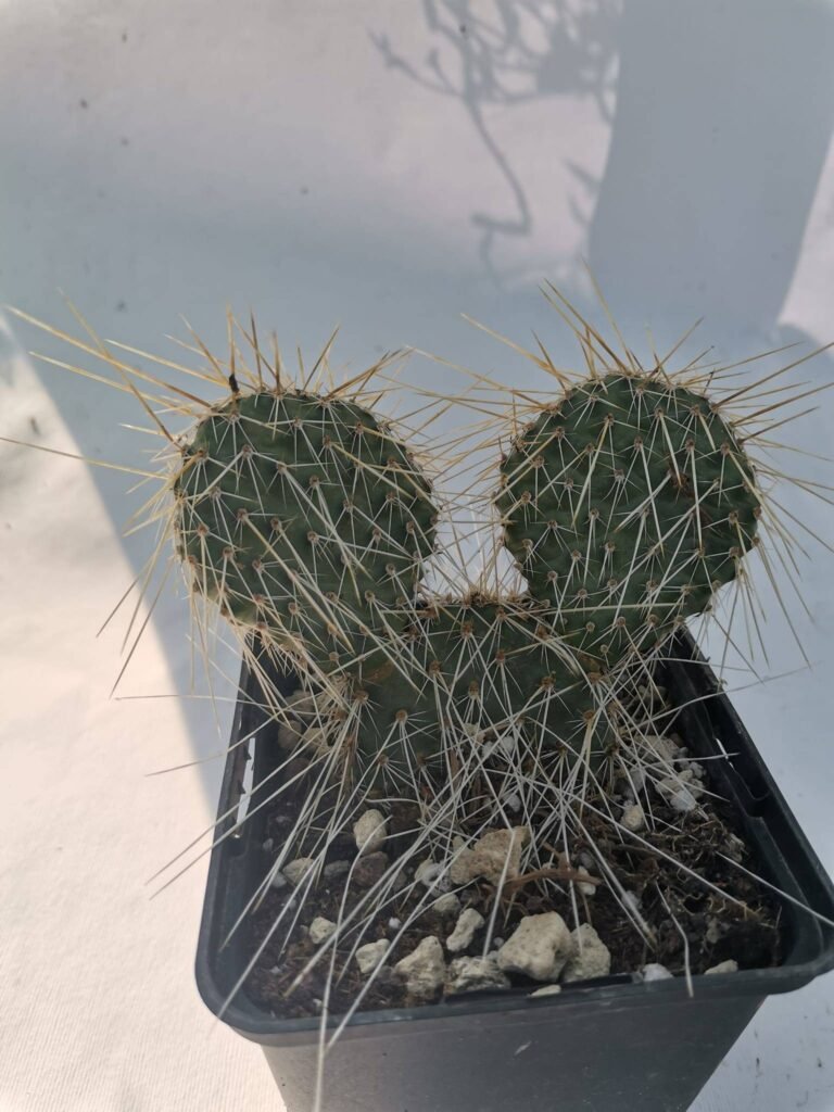 Opuntia Hystricina hybrid cv Heldelberg