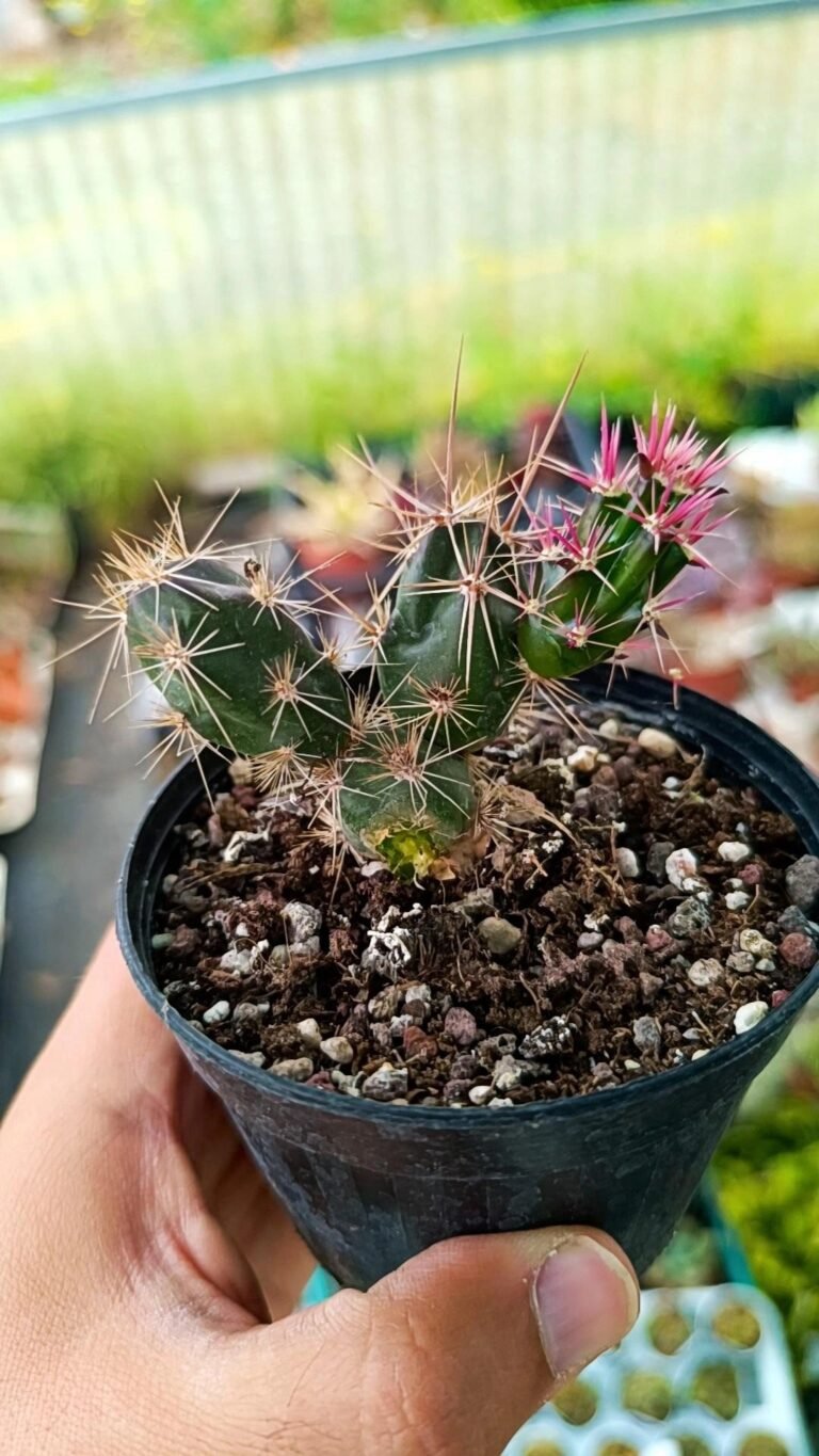 Opuntia Invicta