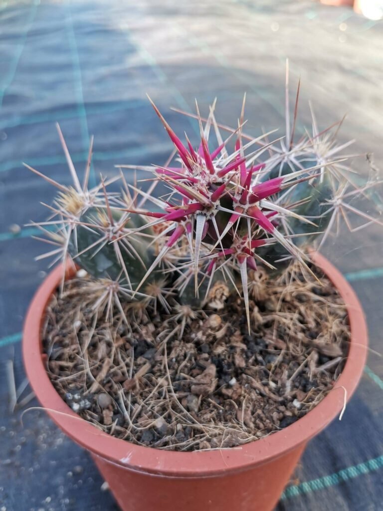 Opuntia Invicta