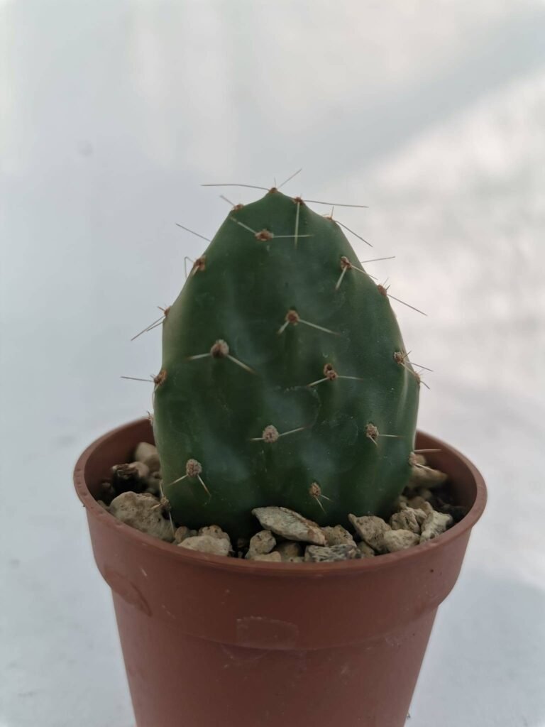 Opuntia Longispina