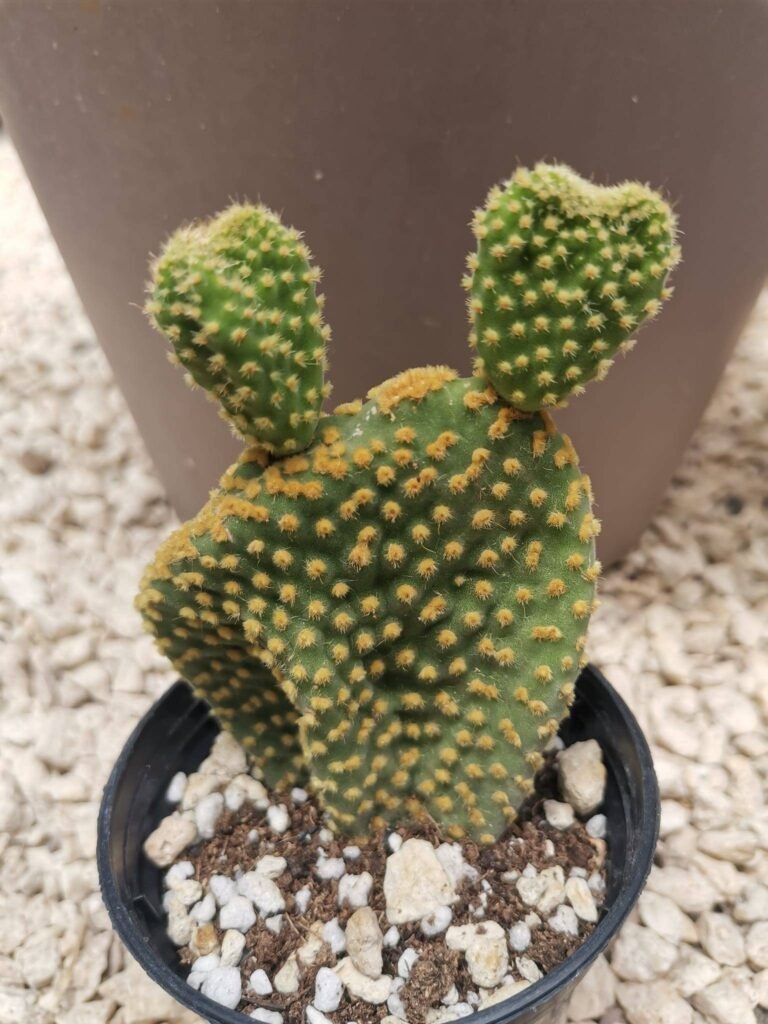 Opuntia Microdasys Crestata