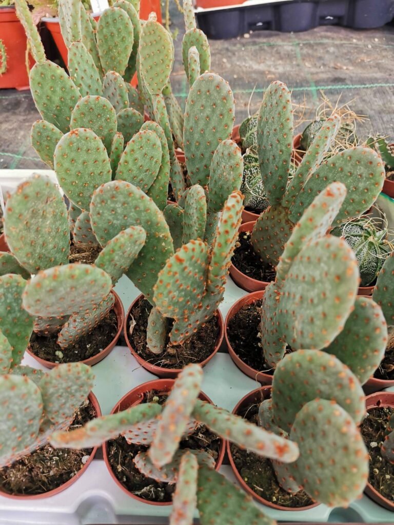 Opuntia Microdasys Rufida Indigo