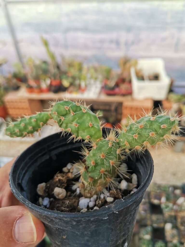 Opuntia Paediophila