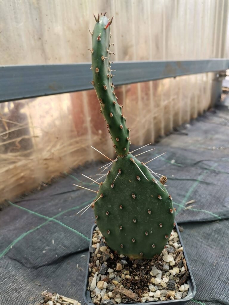 Opuntia phaeacantha v. Camanchica cv salmonea richter