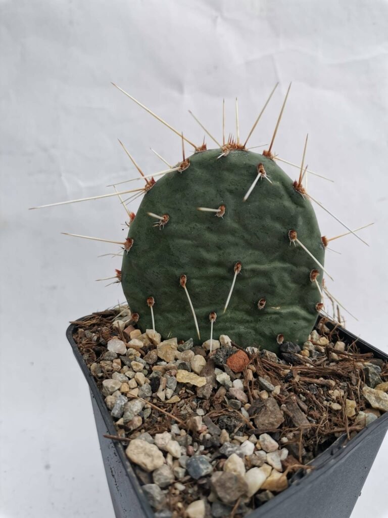 Opuntia Phaeacantha v. Longispina