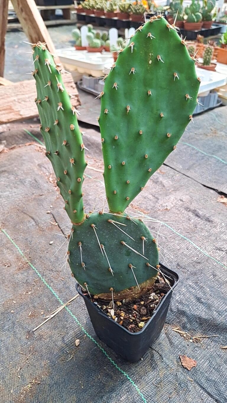 Opuntia Phaeacantha cv Orangeade
