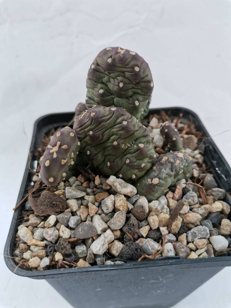Opuntia Polyacantha Inermis cv Richter