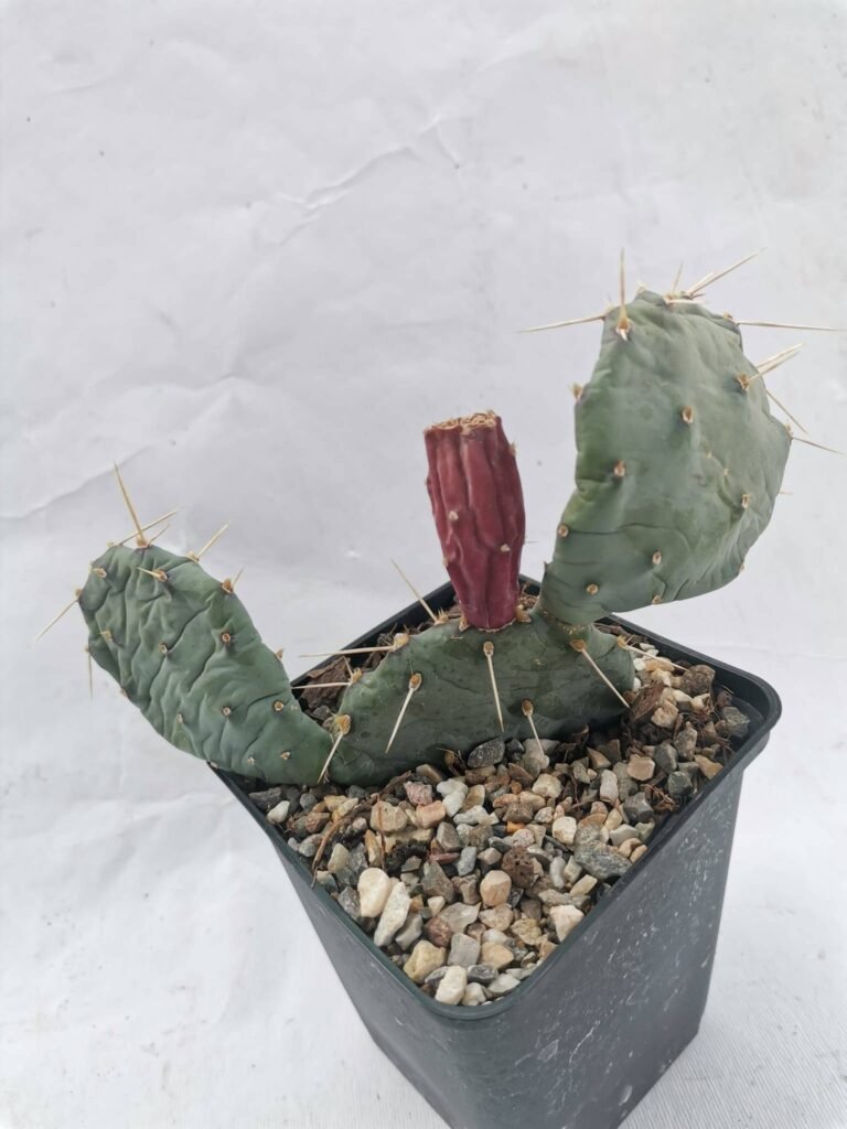 Opuntia Pottsii cv Bochum