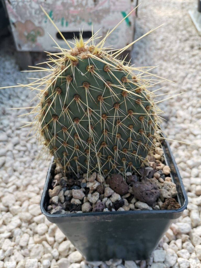 Opuntia Pycnacantha baja California