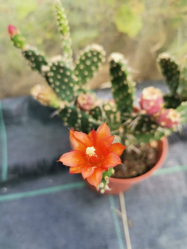 Opuntia Quitensis