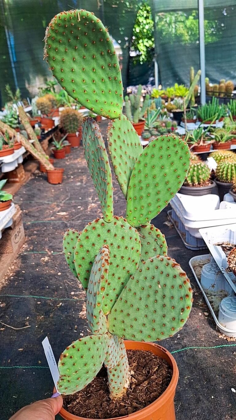 Opuntia Rufida