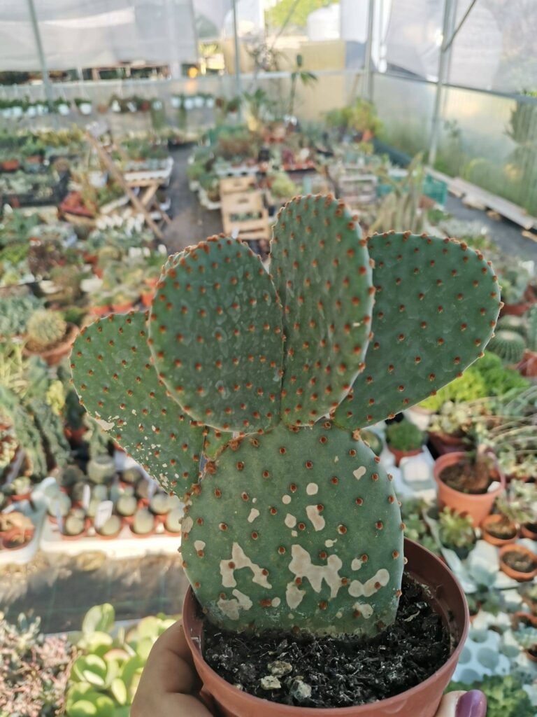 Opuntia microdasys subs. Rufida