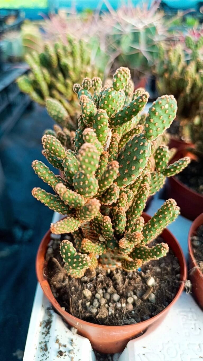 Opuntia Rufida Minima