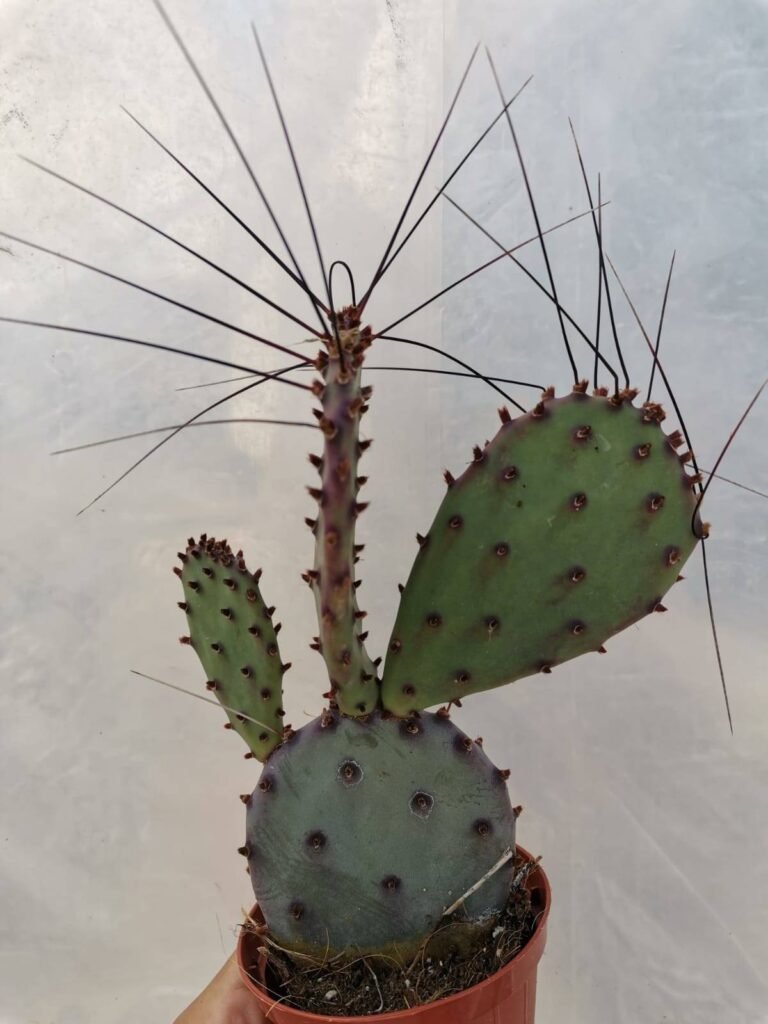 Opuntia Santa Rita