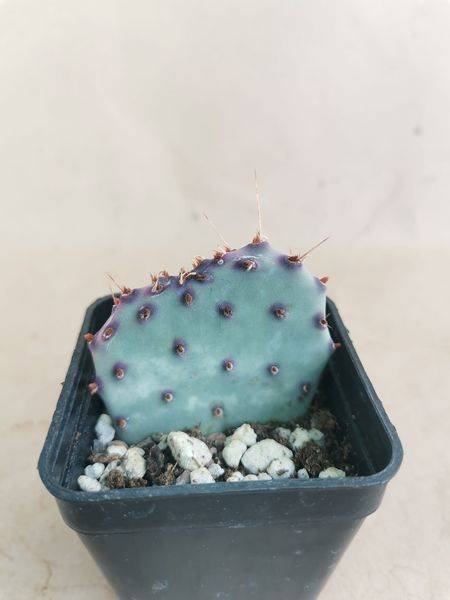 Opuntia Santa Rita
