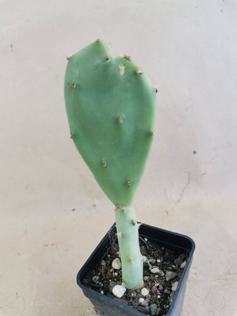 Opuntia Stricta