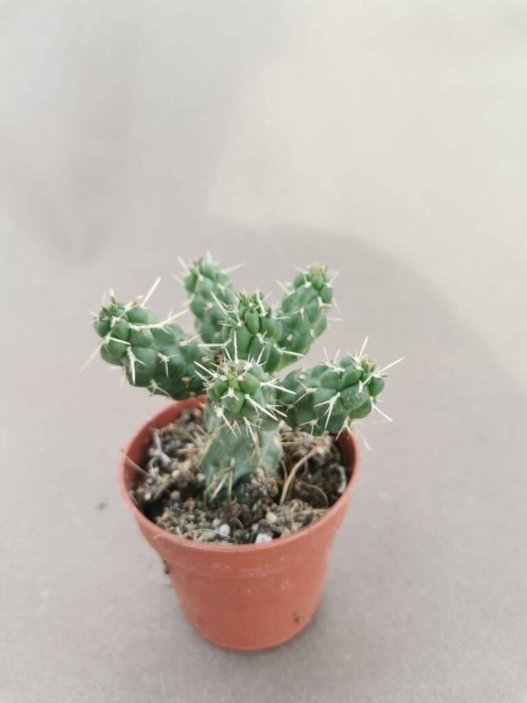 Opuntia Subulata