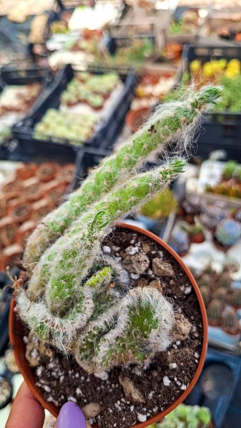 Opuntia Vestita Crestata