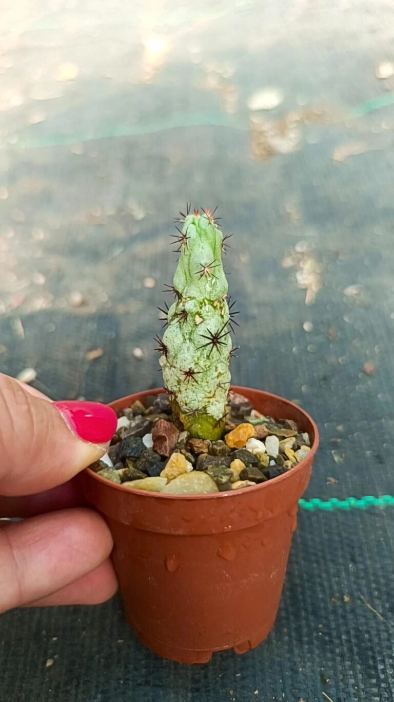 Ortegocactus Macdougalii