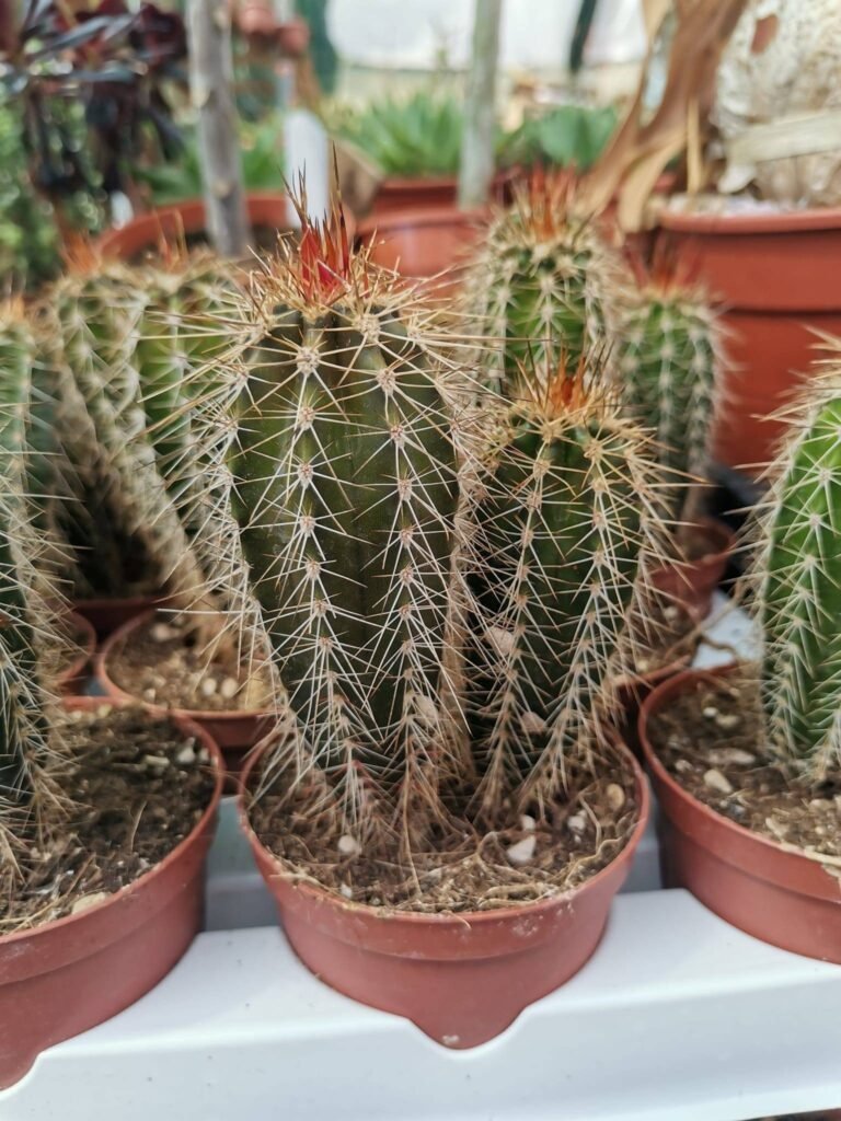 Pachycereus Pringlei