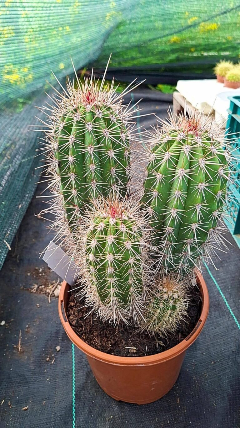 Pachycereus Pringlei