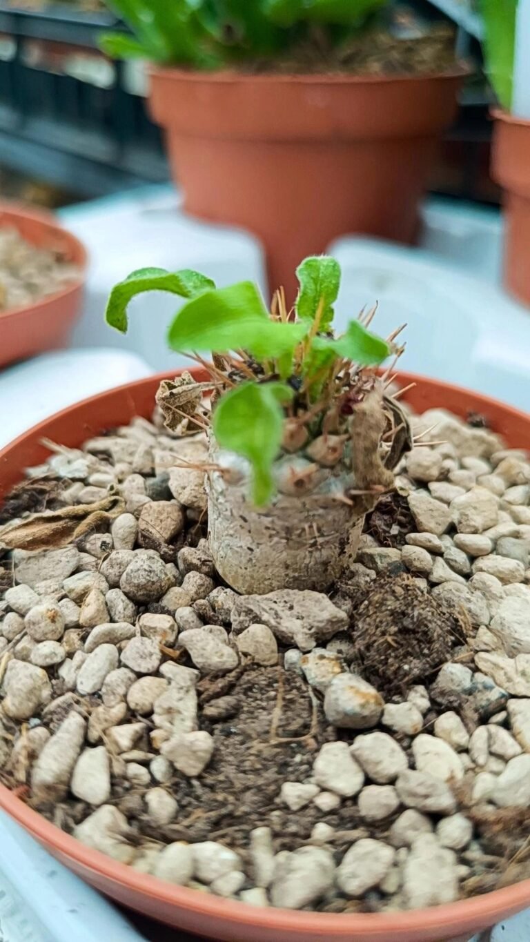 Pachypodium Namaquanum