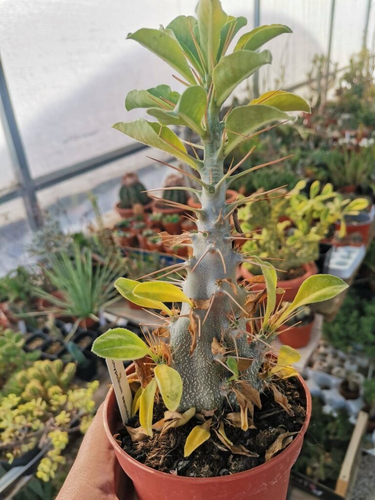 Pachypodium Saundersii