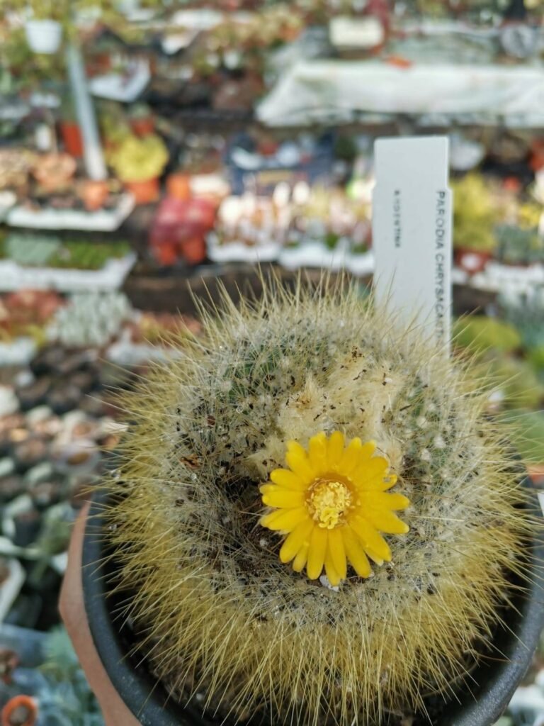 Parodia Chrysacanthion